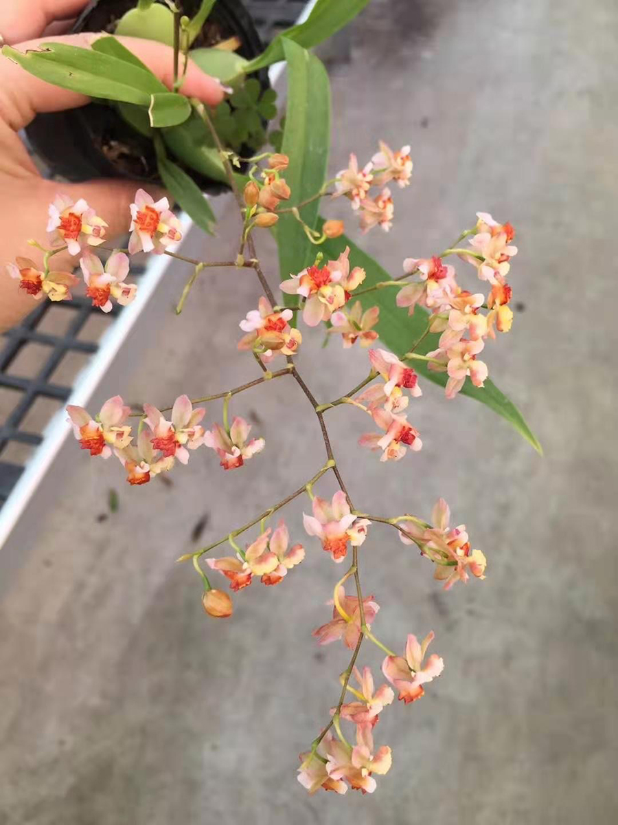中型綠植