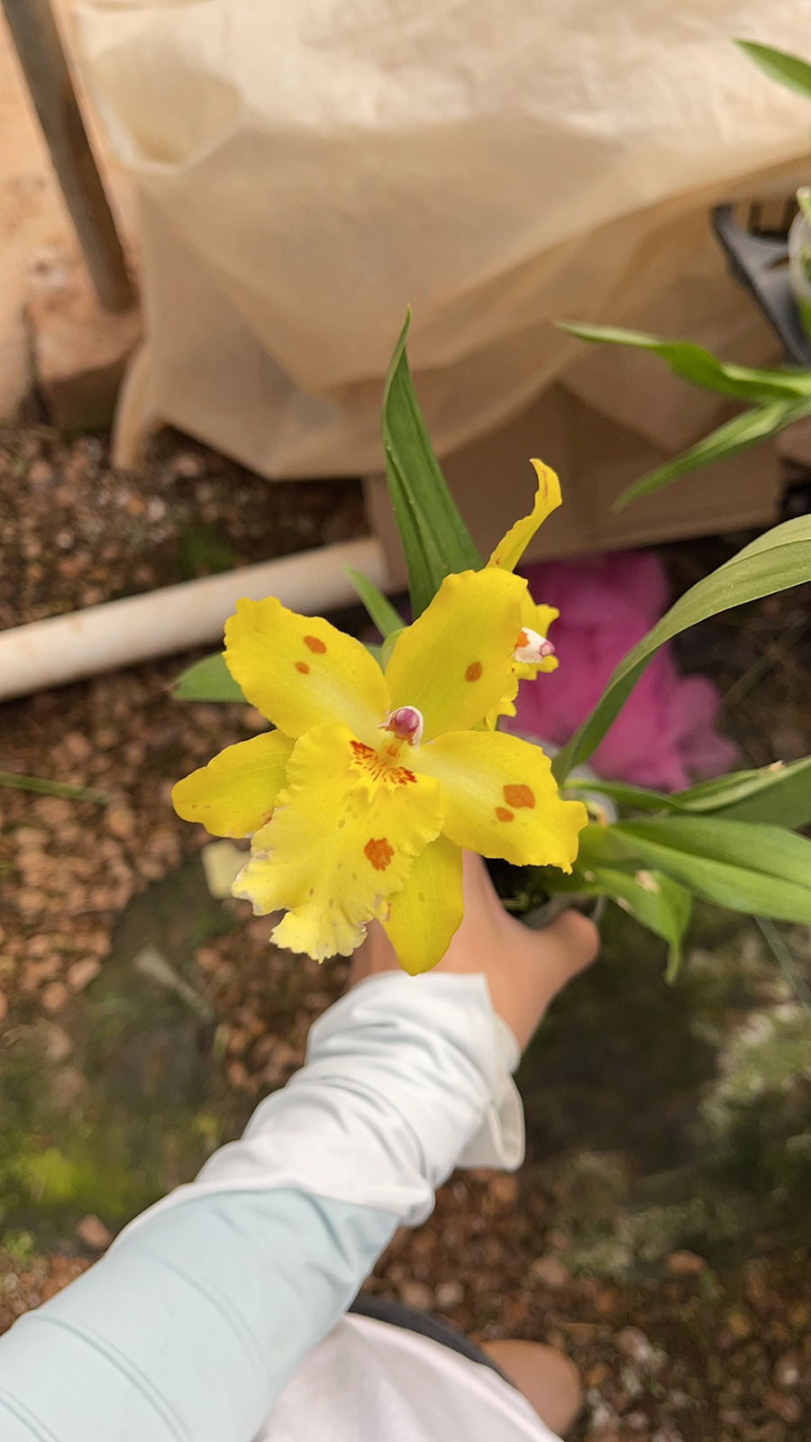 中型綠植