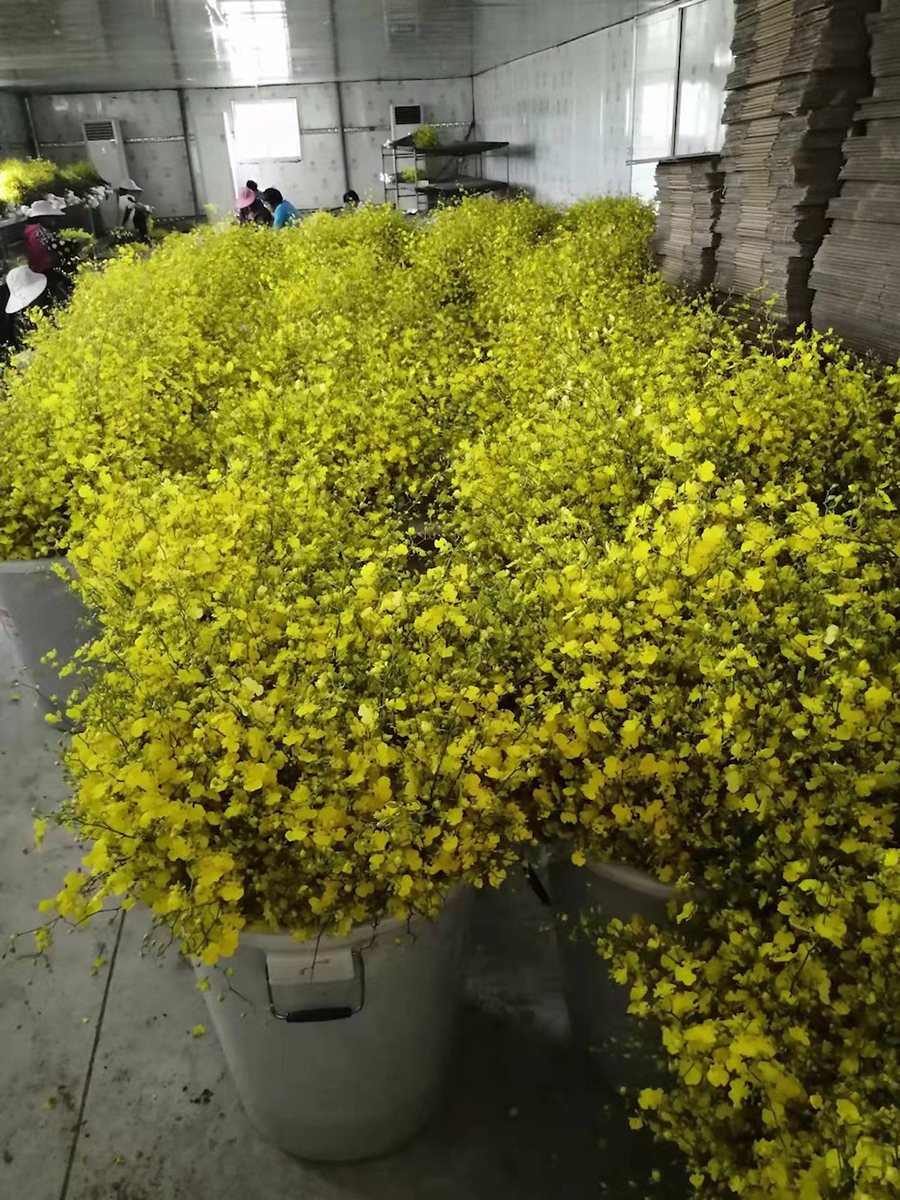 中型綠植