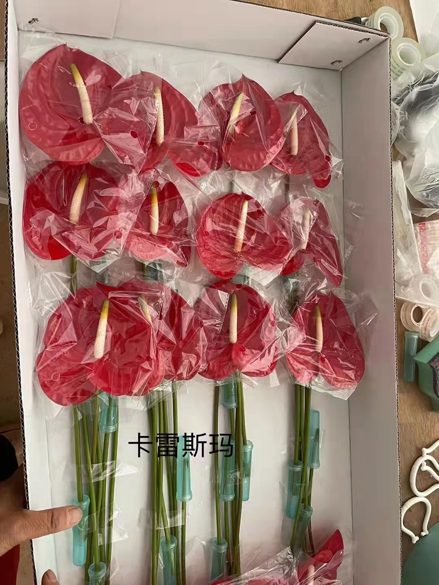 中型綠植