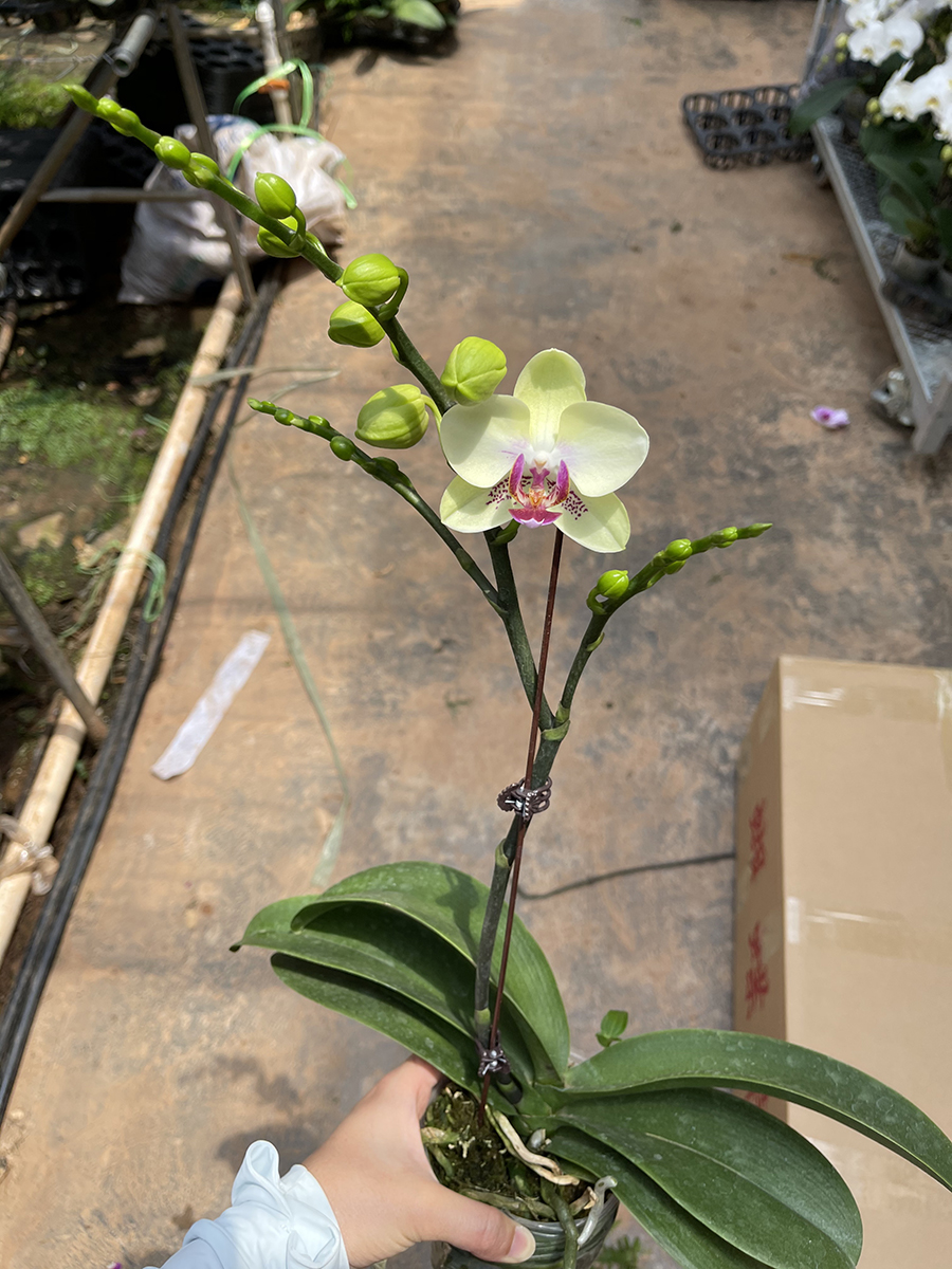 中型綠植