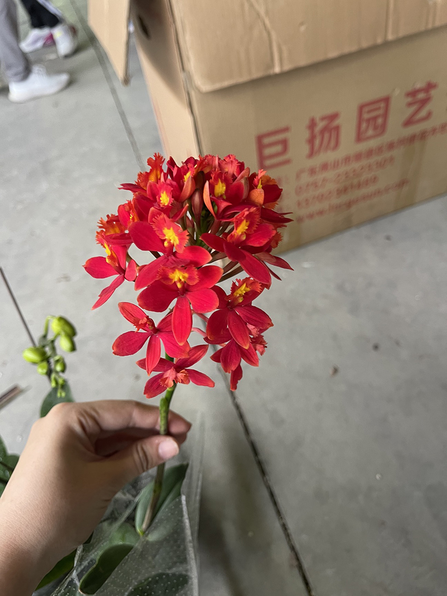 中型綠植