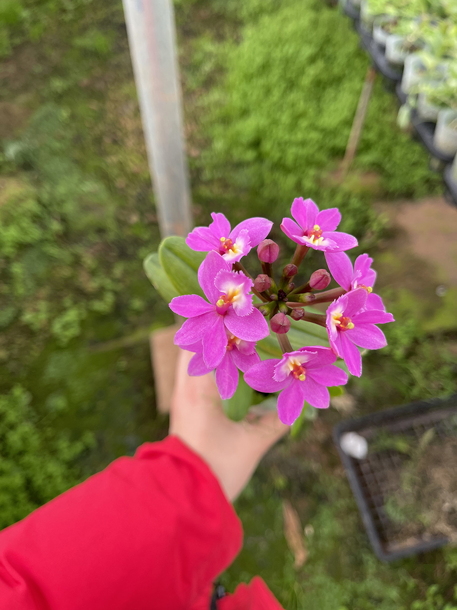 中型綠植