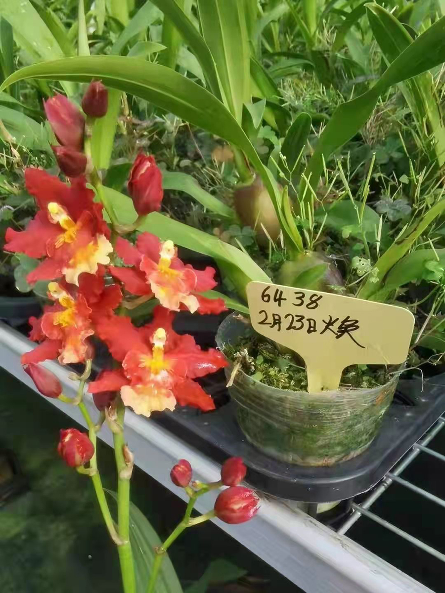 中型綠植