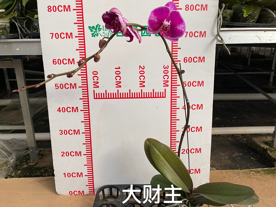 中型綠植