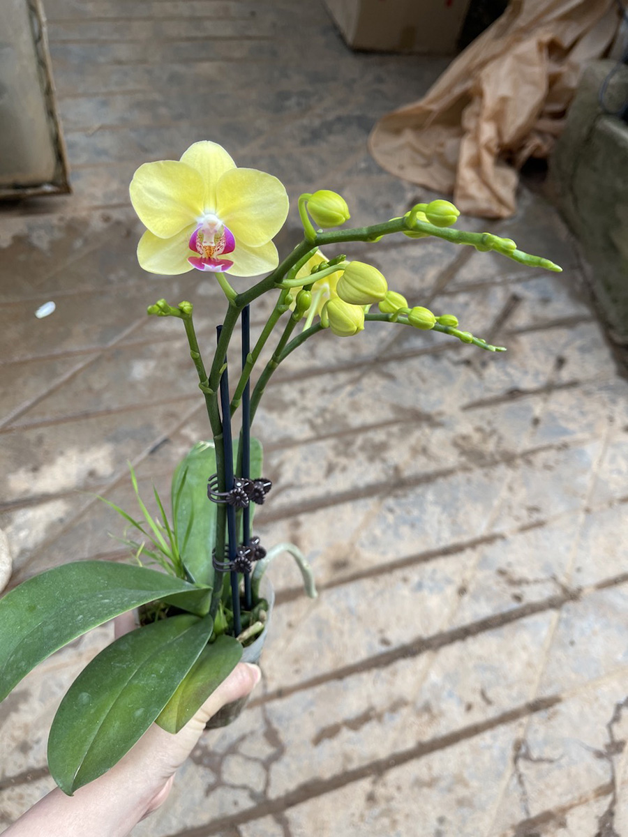 中型綠植